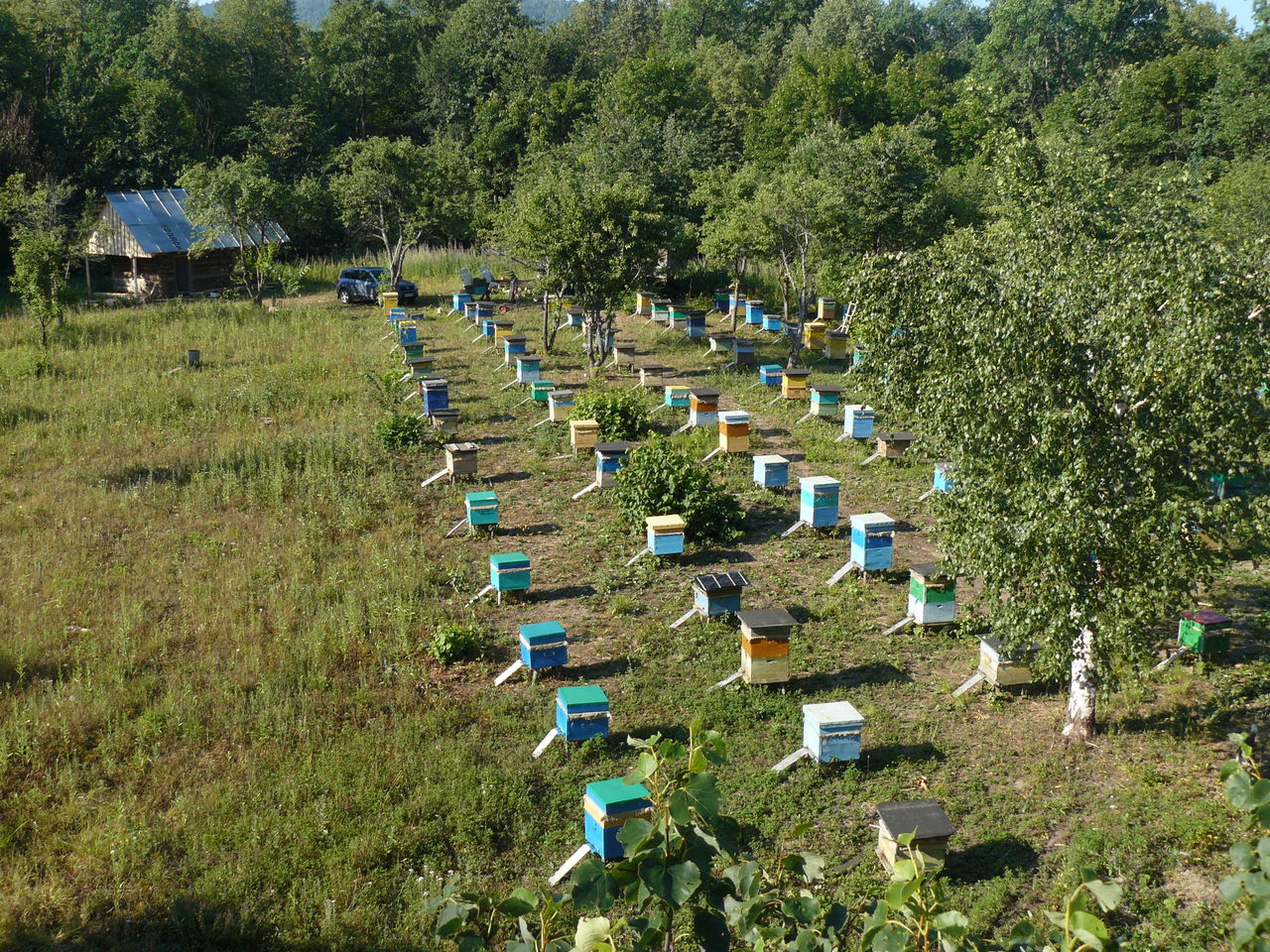 фото пасеки в лесу